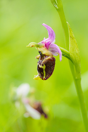 Viroinval, juni 2019, Bart Fotografie-026