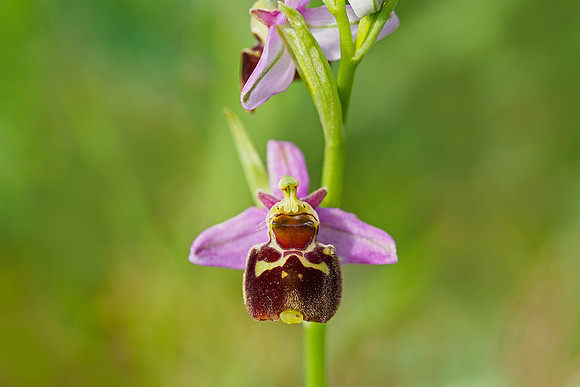 Viroinval, juni 2019, Bart Fotografie-028