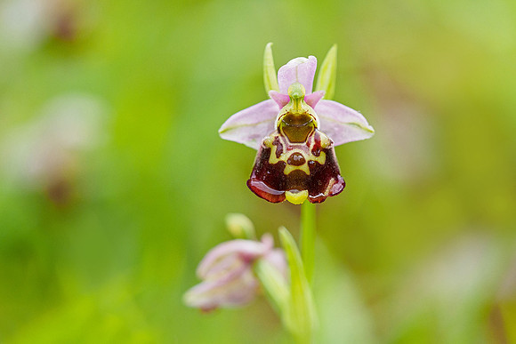 Viroinval, juni 2019, Bart Fotografie-029