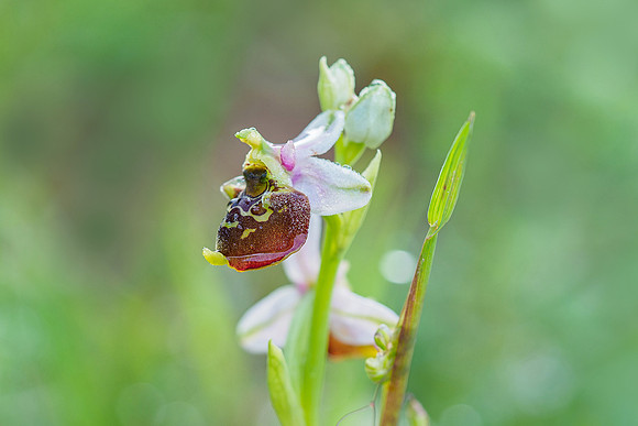Viroinval, juni 2019, Bart Fotografie-031