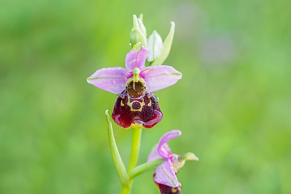 Viroinval, juni 2019, Bart Fotografie-032