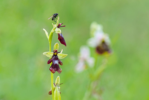 Viroinval, juni 2019, Bart Fotografie-034