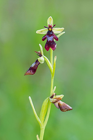 Viroinval, juni 2019, Bart Fotografie-036