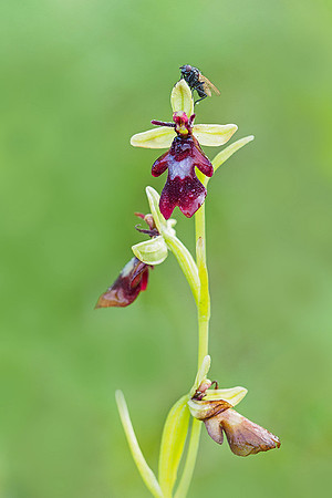 Viroinval, juni 2019, Bart Fotografie-037