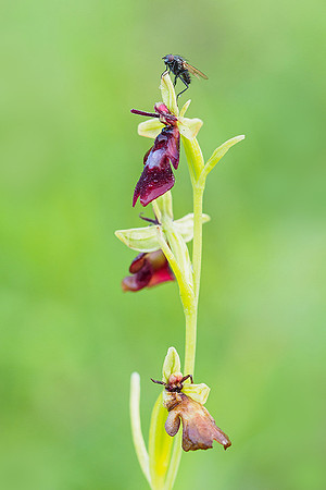 Viroinval, juni 2019, Bart Fotografie-038