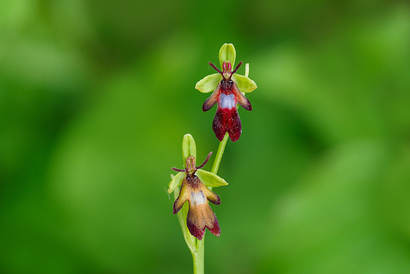 Viroinval, juni 2019, Bart Fotografie-039