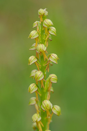 Viroinval, juni 2019, Bart Fotografie-041