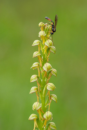 Viroinval, juni 2019, Bart Fotografie-043