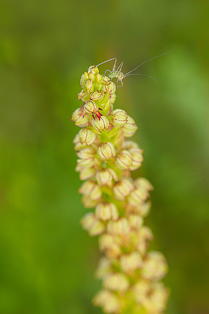Viroinval, juni 2019, Bart Fotografie-045