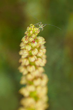 Viroinval, juni 2019, Bart Fotografie-044