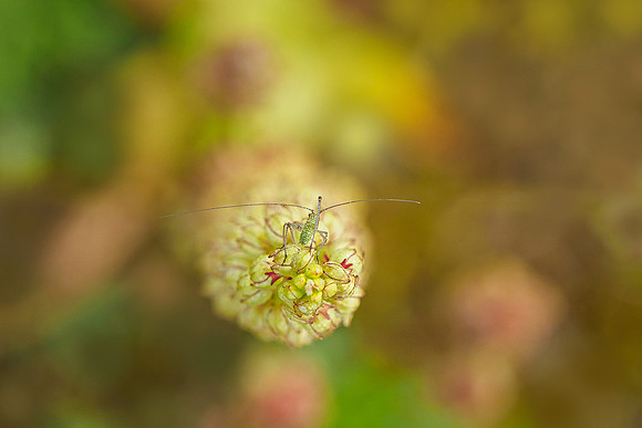 Viroinval, juni 2019, Bart Fotografie-046