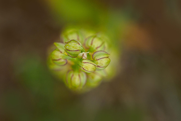 Viroinval, juni 2019, Bart Fotografie-048