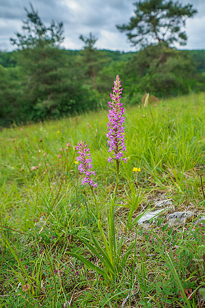 Viroinval, juni 2019, Bart Fotografie-049
