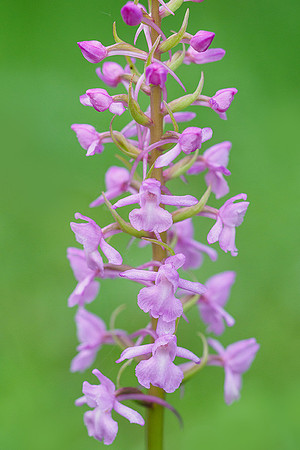 Viroinval, juni 2019, Bart Fotografie-051