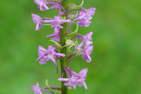 Viroinval, juni 2019, Bart Fotografie-052