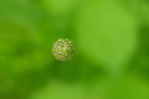 Viroinval, juni 2019, Bart Fotografie-053