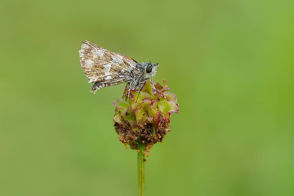Viroinval, juni 2019, Bart Fotografie-054