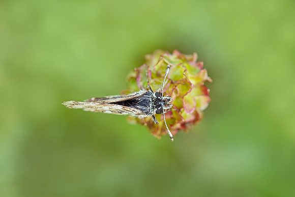 Viroinval, juni 2019, Bart Fotografie-055