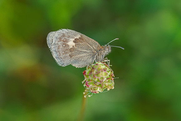 Viroinval, juni 2019, Bart Fotografie-056