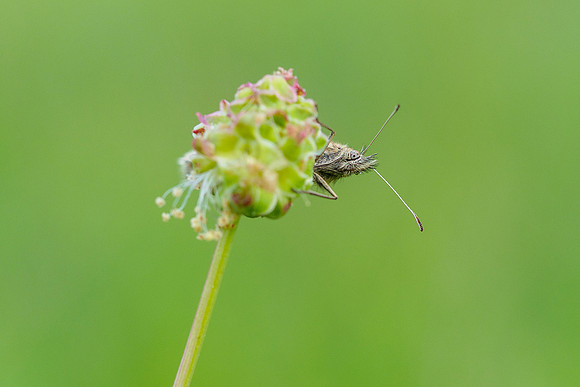 Viroinval, juni 2019, Bart Fotografie-057