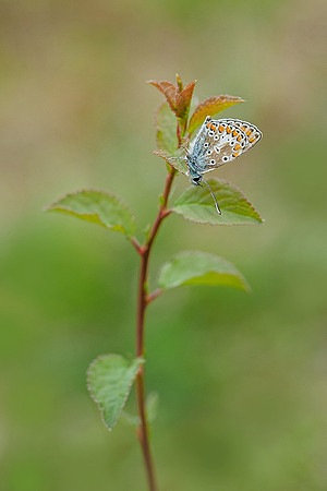 Viroinval, juni 2019, Bart Fotografie-058