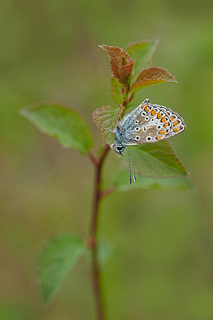Viroinval, juni 2019, Bart Fotografie-059