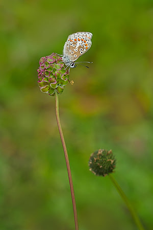 Viroinval, juni 2019, Bart Fotografie-060