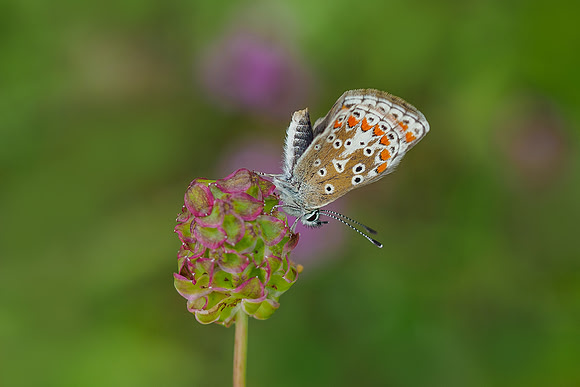 Viroinval, juni 2019, Bart Fotografie-061