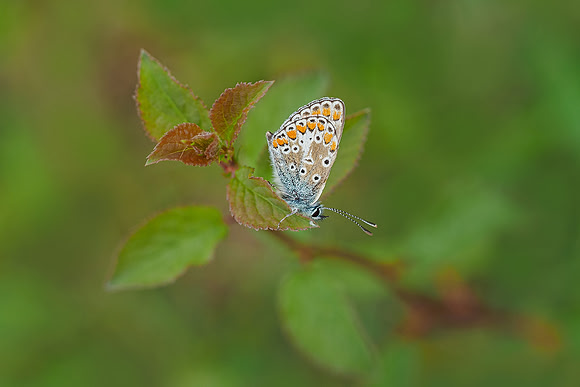 Viroinval, juni 2019, Bart Fotografie-063