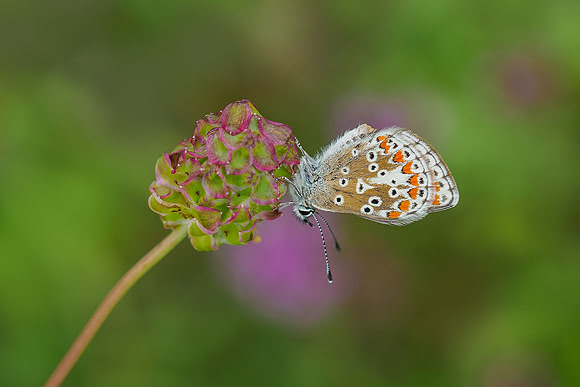 Viroinval, juni 2019, Bart Fotografie-062