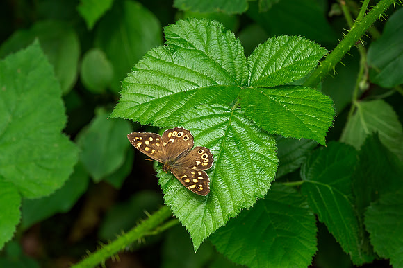 Viroinval, juni 2019, Bart Fotografie-066