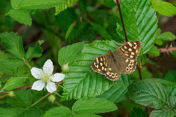 Viroinval, juni 2019, Bart Fotografie-065