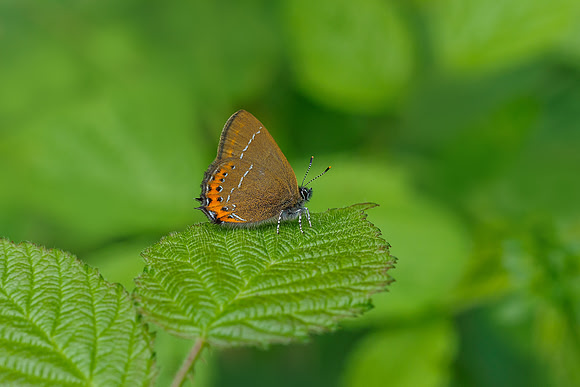 Viroinval, juni 2019, Bart Fotografie-067