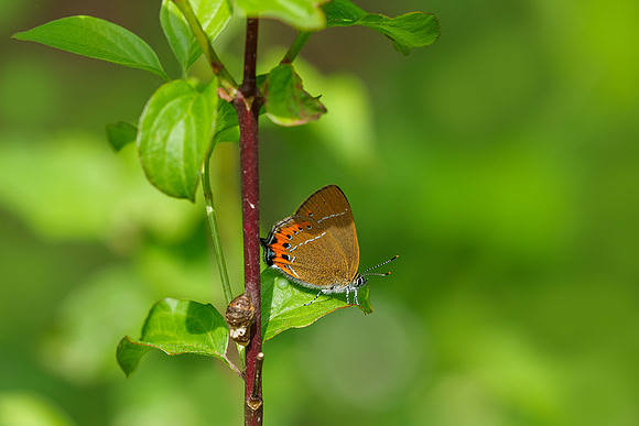 Viroinval, juni 2019, Bart Fotografie-068
