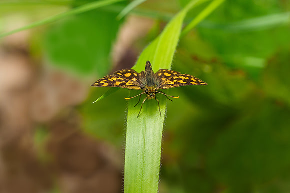 Viroinval, juni 2019, Bart Fotografie-069