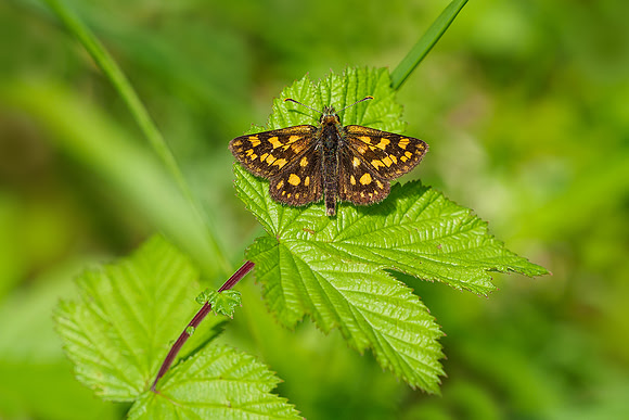 Viroinval, juni 2019, Bart Fotografie-070