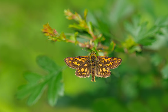 Viroinval, juni 2019, Bart Fotografie-071
