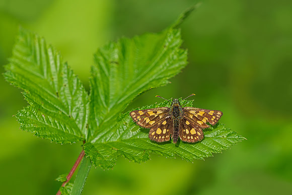 Viroinval, juni 2019, Bart Fotografie-072