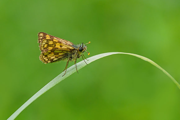 Viroinval, juni 2019, Bart Fotografie-073