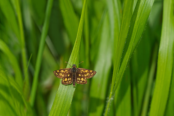 Viroinval, juni 2019, Bart Fotografie-074