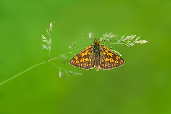 Viroinval, juni 2019, Bart Fotografie-075