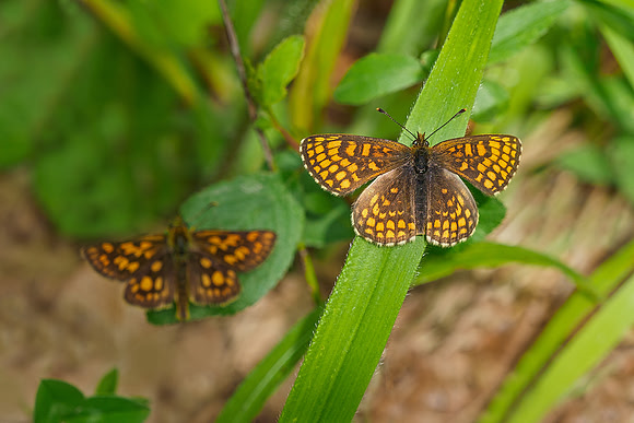 Viroinval, juni 2019, Bart Fotografie-076