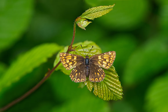 Viroinval, juni 2019, Bart Fotografie-077
