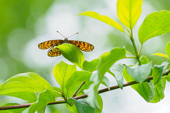 Viroinval, juni 2019, Bart Fotografie-078