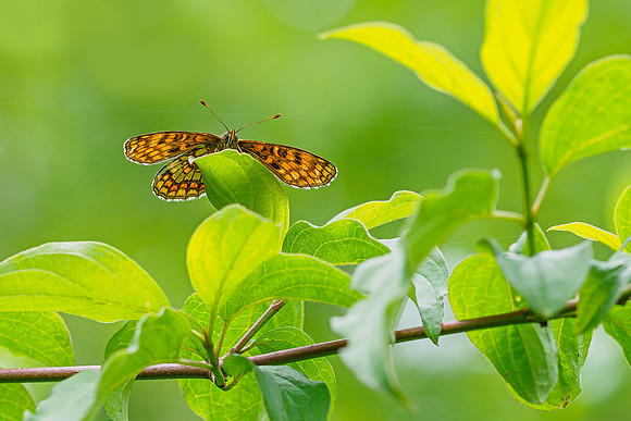 Viroinval, juni 2019, Bart Fotografie-079