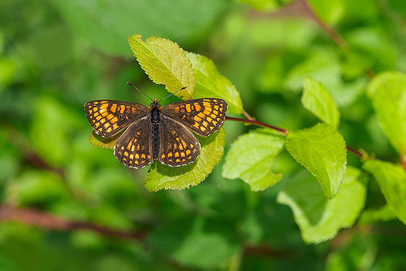 Viroinval, juni 2019, Bart Fotografie-080