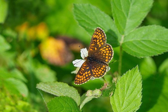 Viroinval, juni 2019, Bart Fotografie-081
