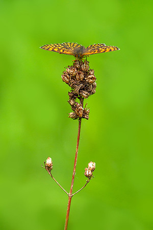Viroinval, juni 2019, Bart Fotografie-082