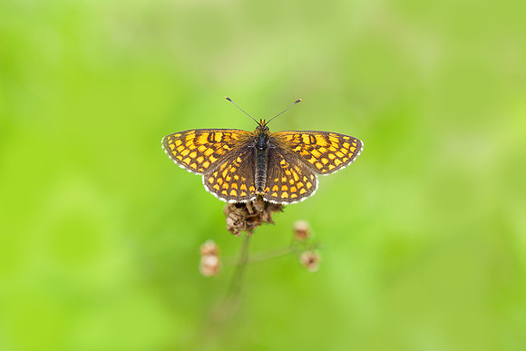 Viroinval, juni 2019, Bart Fotografie-083