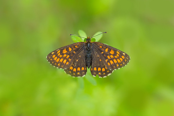 Viroinval, juni 2019, Bart Fotografie-084